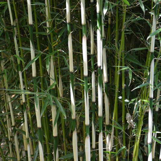 Bambou fargesia Campbell non-traçant - Bakker