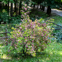 Weigelia Pink Princess - Weigela pink princess - Bakker