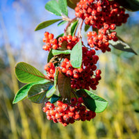 Vente Cotoneaster Lacteus - Cotoneaster lacteus