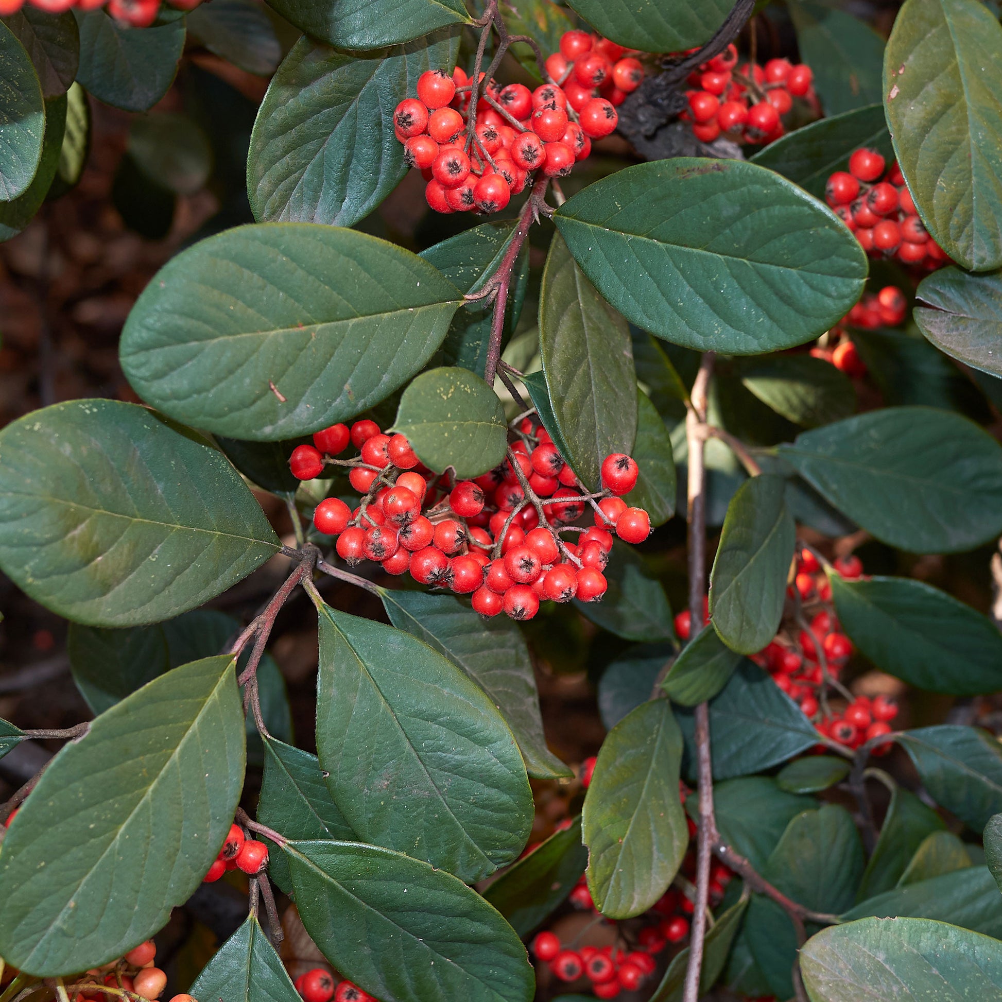 Arbustes - Cotoneaster Lacteus - Cotoneaster lacteus