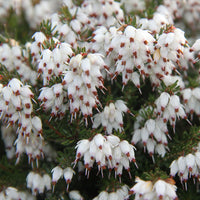 Bruyère d'hiver White Glow - Erica darleyensis white glow - Bakker
