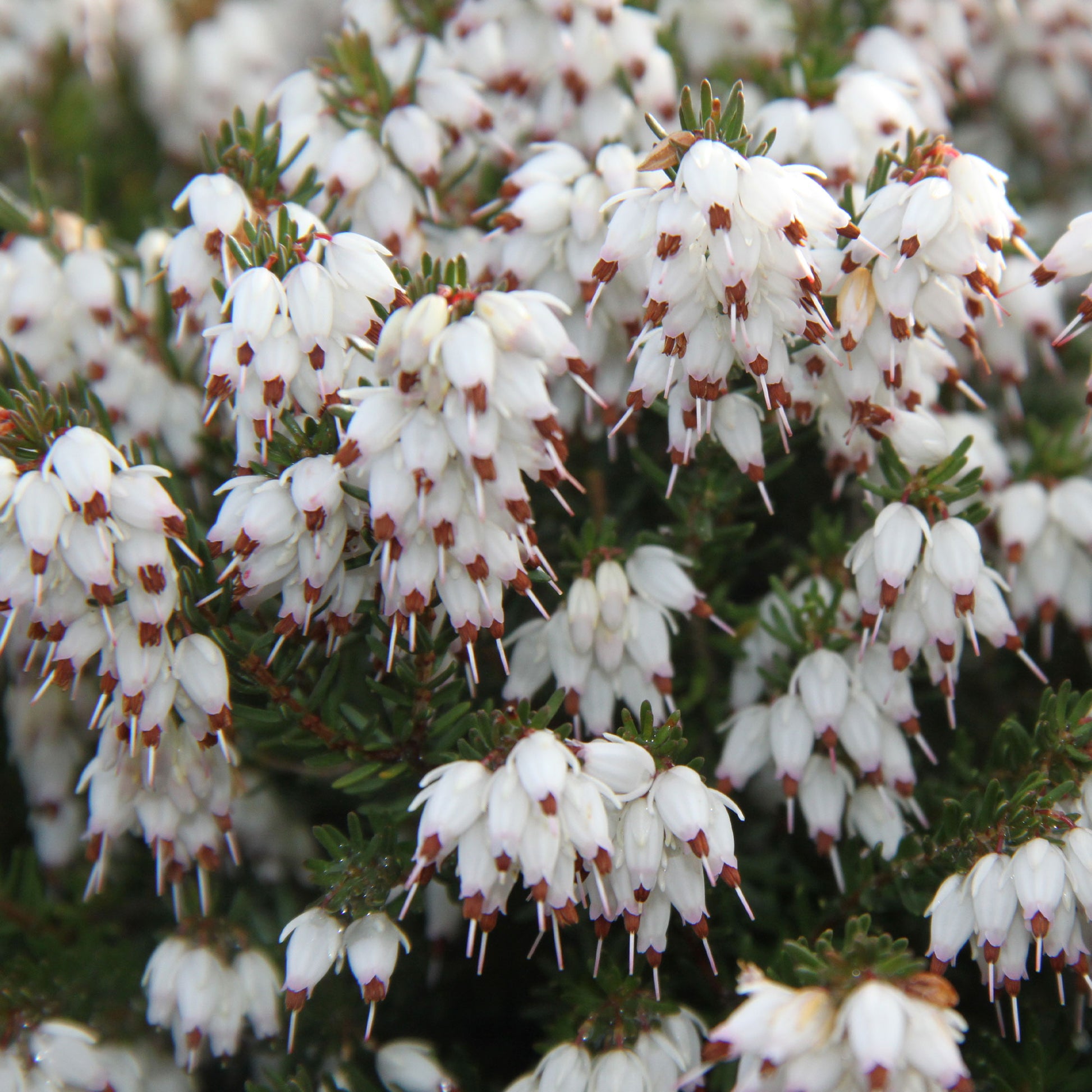 Bruyère d'hiver White Glow - Erica darleyensis white glow - Bakker