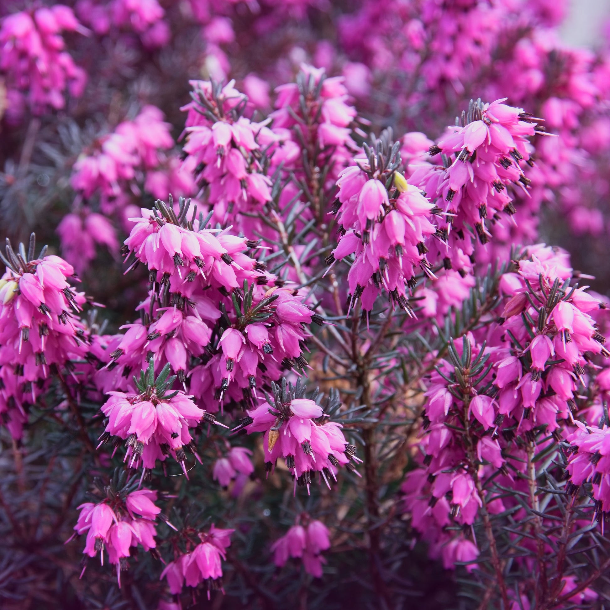 Bruyère d'hiver Lucie - Bakker
