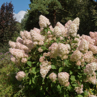 Hortensia paniculé Phantom - Hydrangea paniculata phantom - Bakker