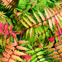 Sorbaria sorbifolia pink hopi ® - Sorbaire Pink Hopi® - Arbustes fleuris