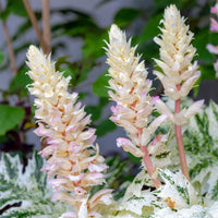 Acanthe de Tasmanie Angel - Acanthus hybride tasmanian angel - Bakker
