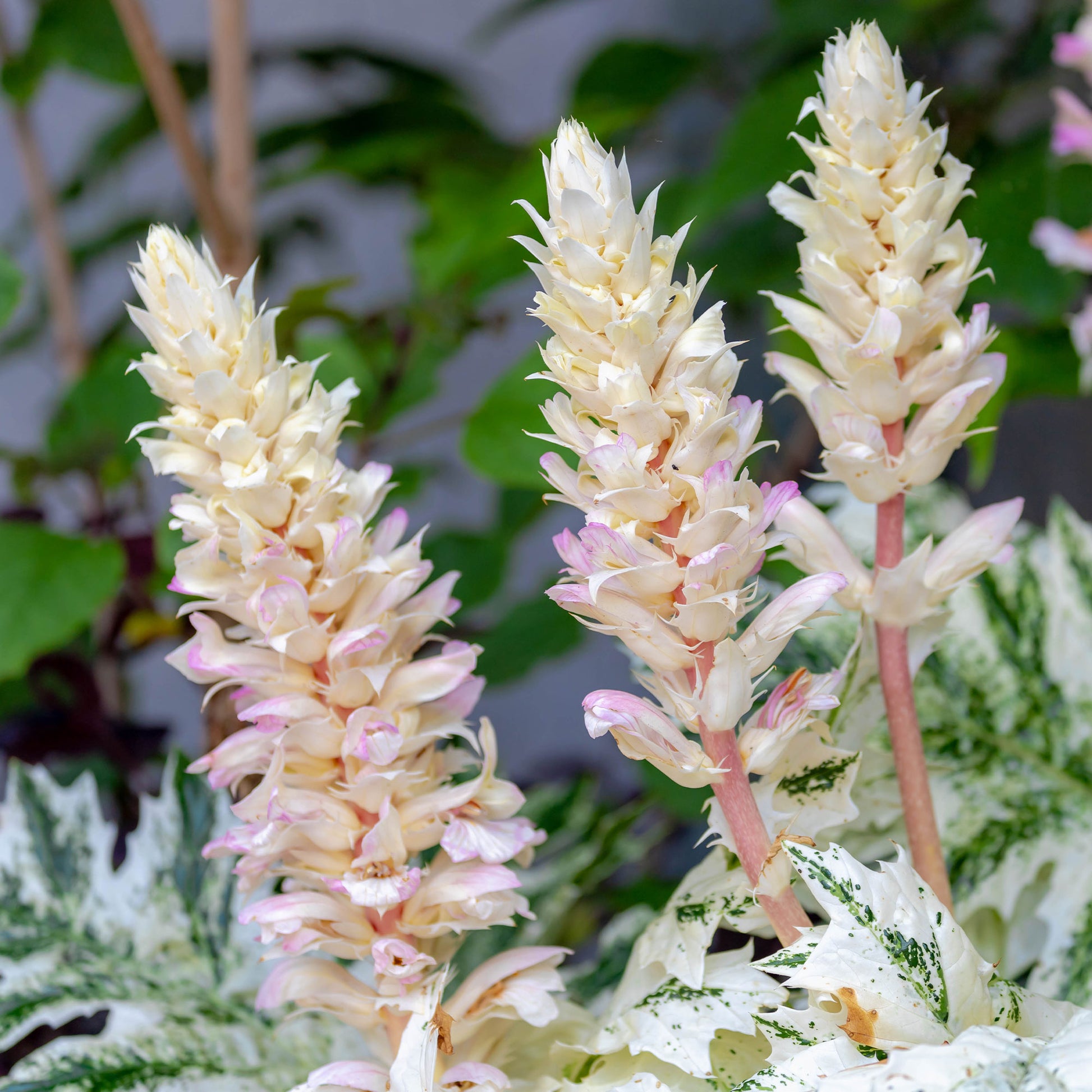 Acanthe de Tasmanie Angel - Acanthus hybride tasmanian angel - Bakker