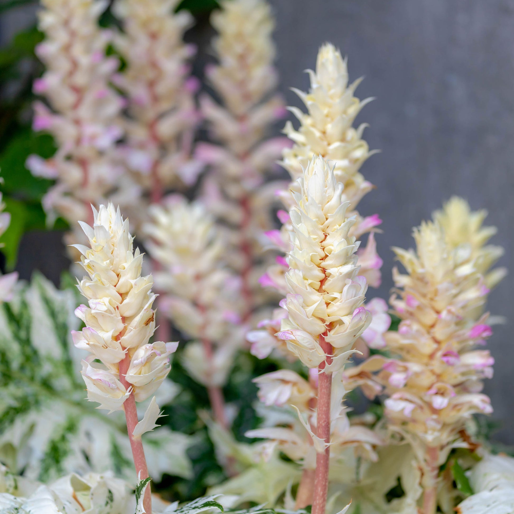 Acanthe de Tasmanie Angel - Bakker