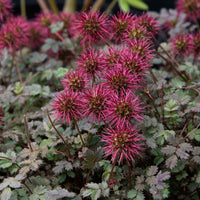 Lampourde à petites feuilles Kupferteppich - Acaena microphylla Kupferteppich - Bakker
