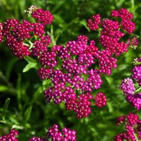 Vivaces fleuries - Achillée millefeuille Cerise Queen - Achillea millefolium Cerise Queen