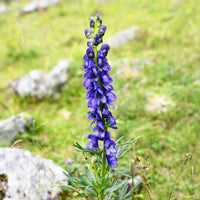 Vente Aconit Casque de Jupiter - Aconitum napellus