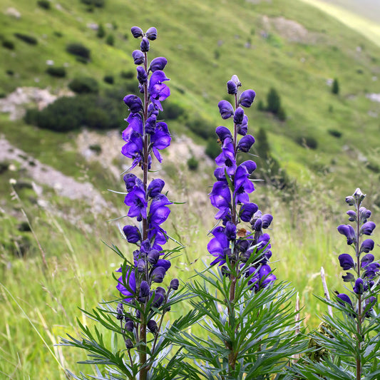 Aconit Casque de Jupiter - Bakker