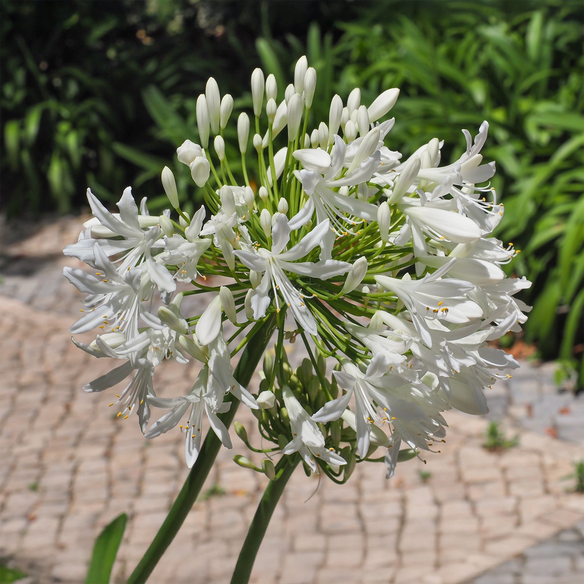 Agapanthes - Agapanthe africaine blanche - Agapanthus africanus albus