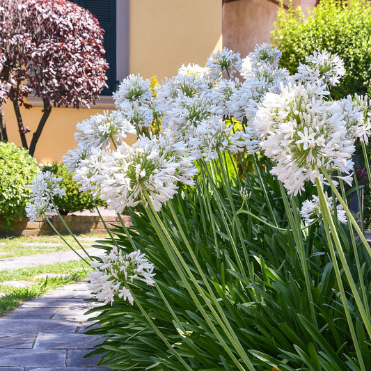 Agapanthe africaine blanche - Bakker