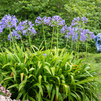Agapanthes - Agapanthe - Agapanthus africanus
