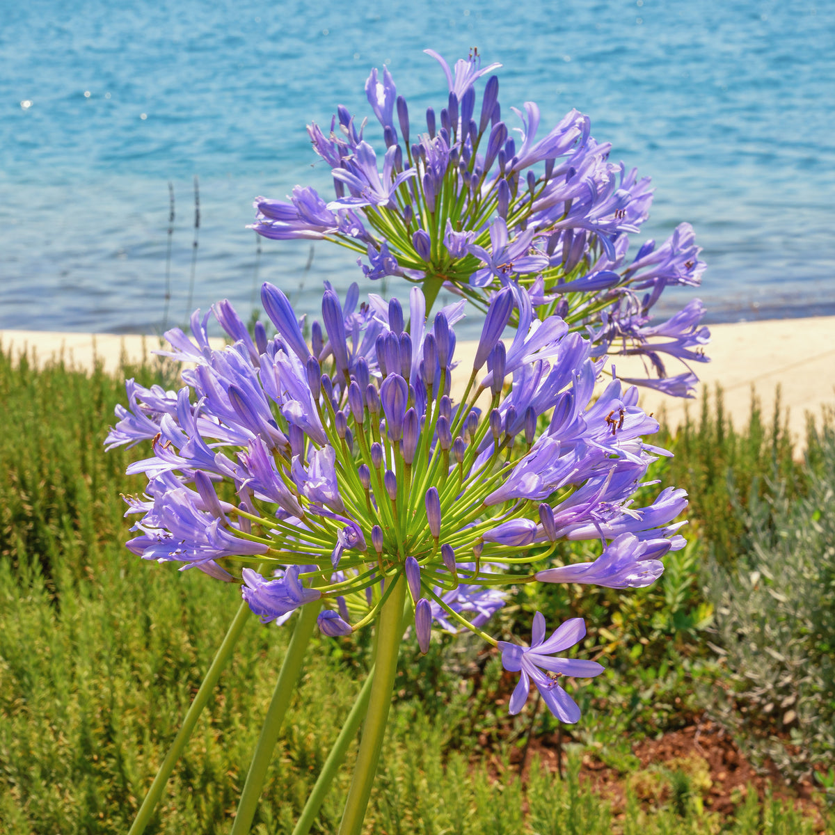 Agapanthe - Bakker