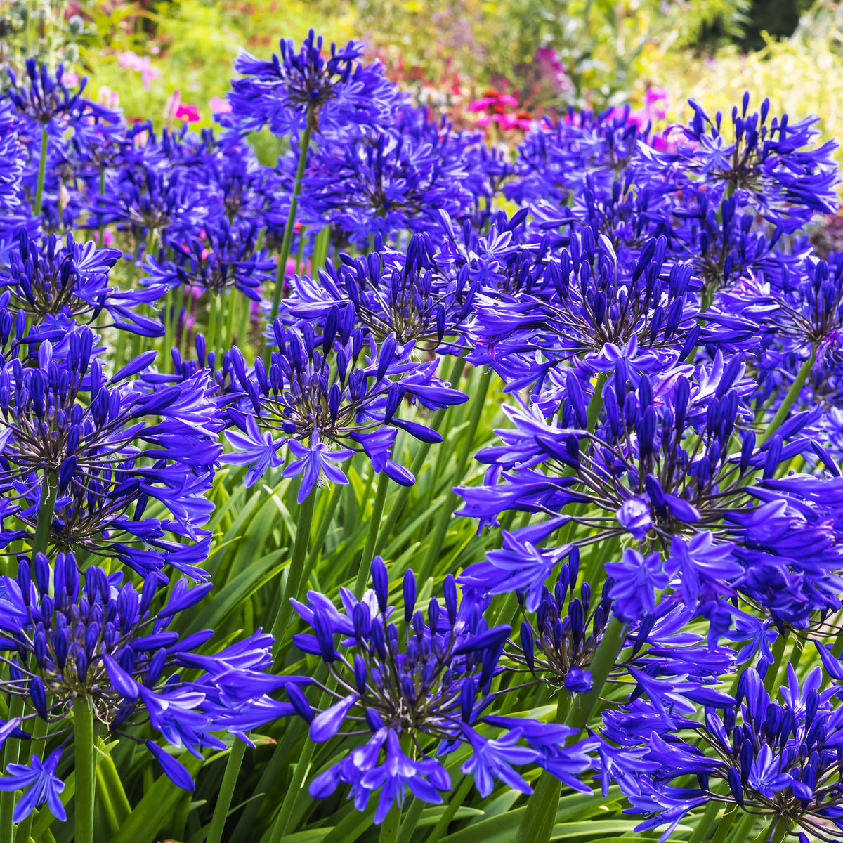 Agapanthe Navy Blue - Bakker