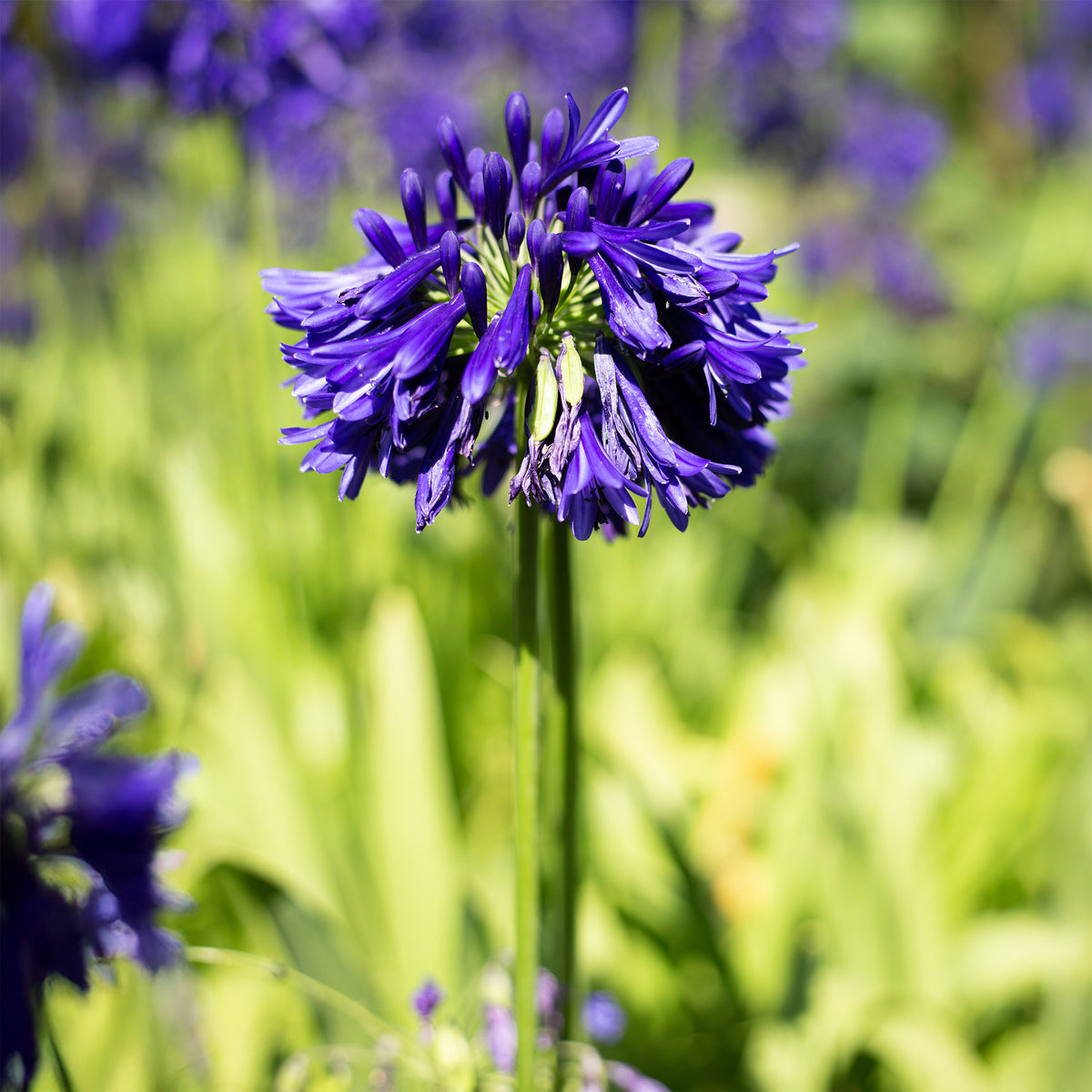Agapanthe Purple Cloud - Agapanthus purple cloud - Bakker