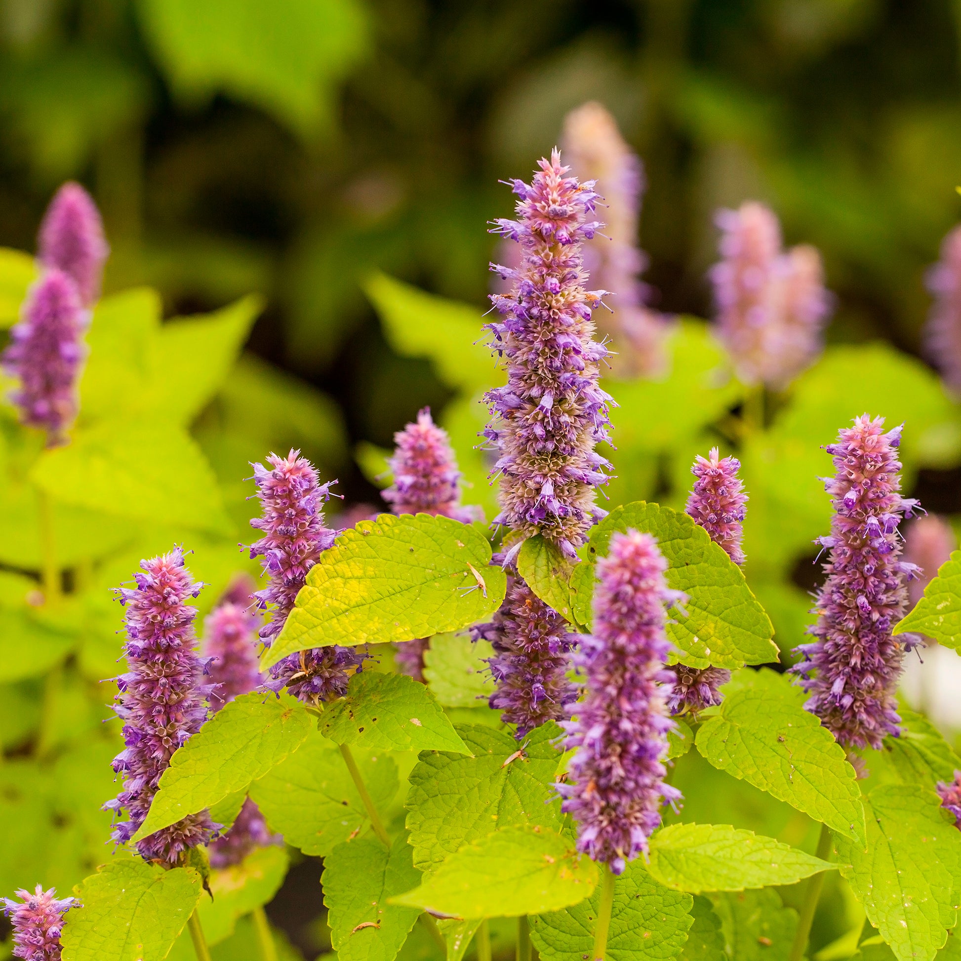 Agastache fenouil Golden Jubilee - Bakker
