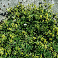 Vente Alchémille des Alpes - Alchemilla alpina