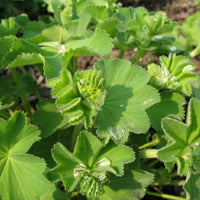 Alchemille epipsila - Alchemilla epipsila - Bakker