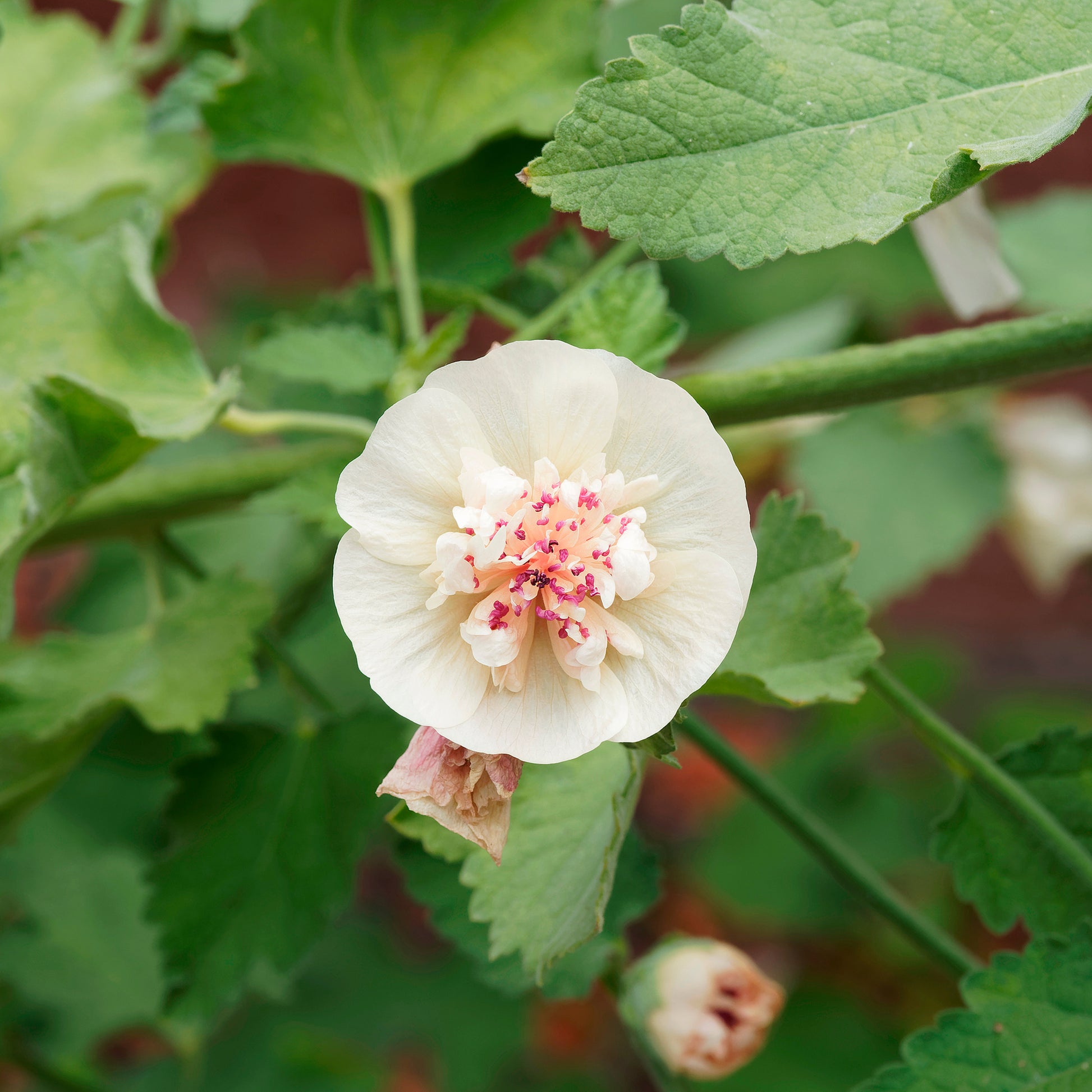 Rose trémière vivace Parkallee - Alcalthaea suffrutescens Parkallee - Bakker