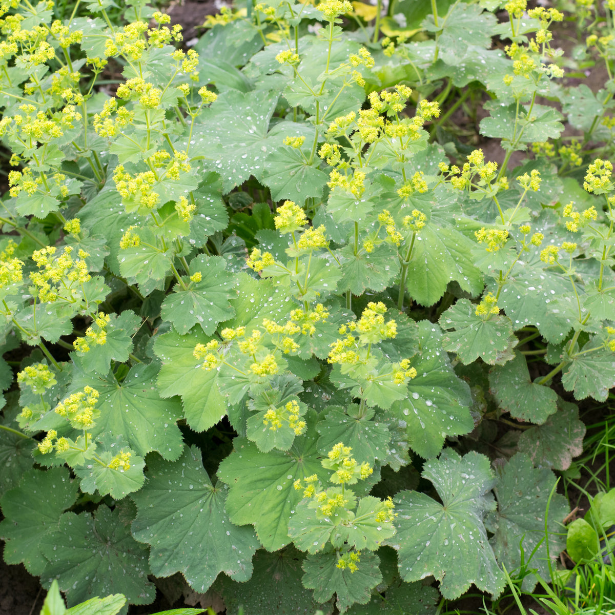 Alchemilla vulgaris - Alchemille vulgaris - Plantes vivaces