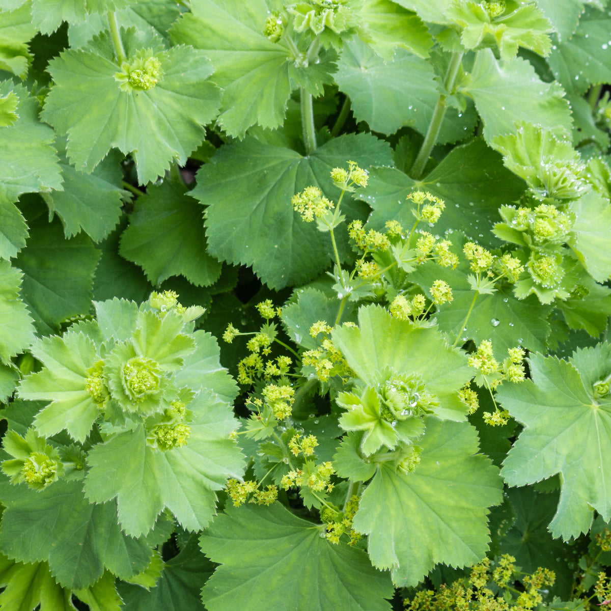 Plantes vivaces - Alchemille vulgaris - Alchemilla vulgaris