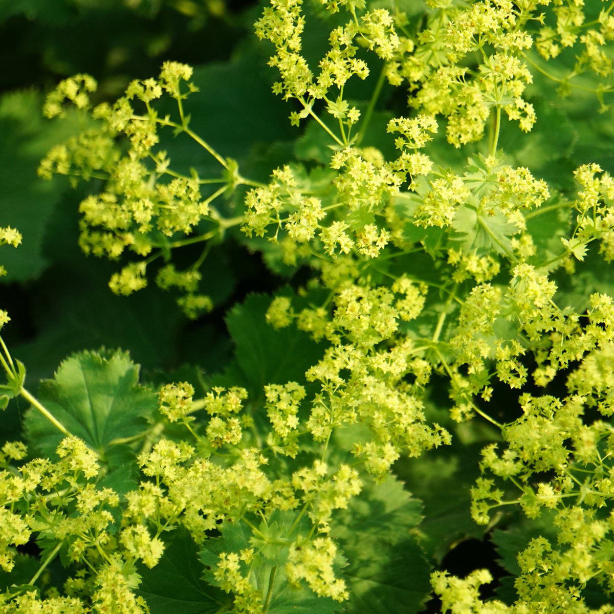 Alchemille vulgaris - Alchemilla vulgaris - Bakker
