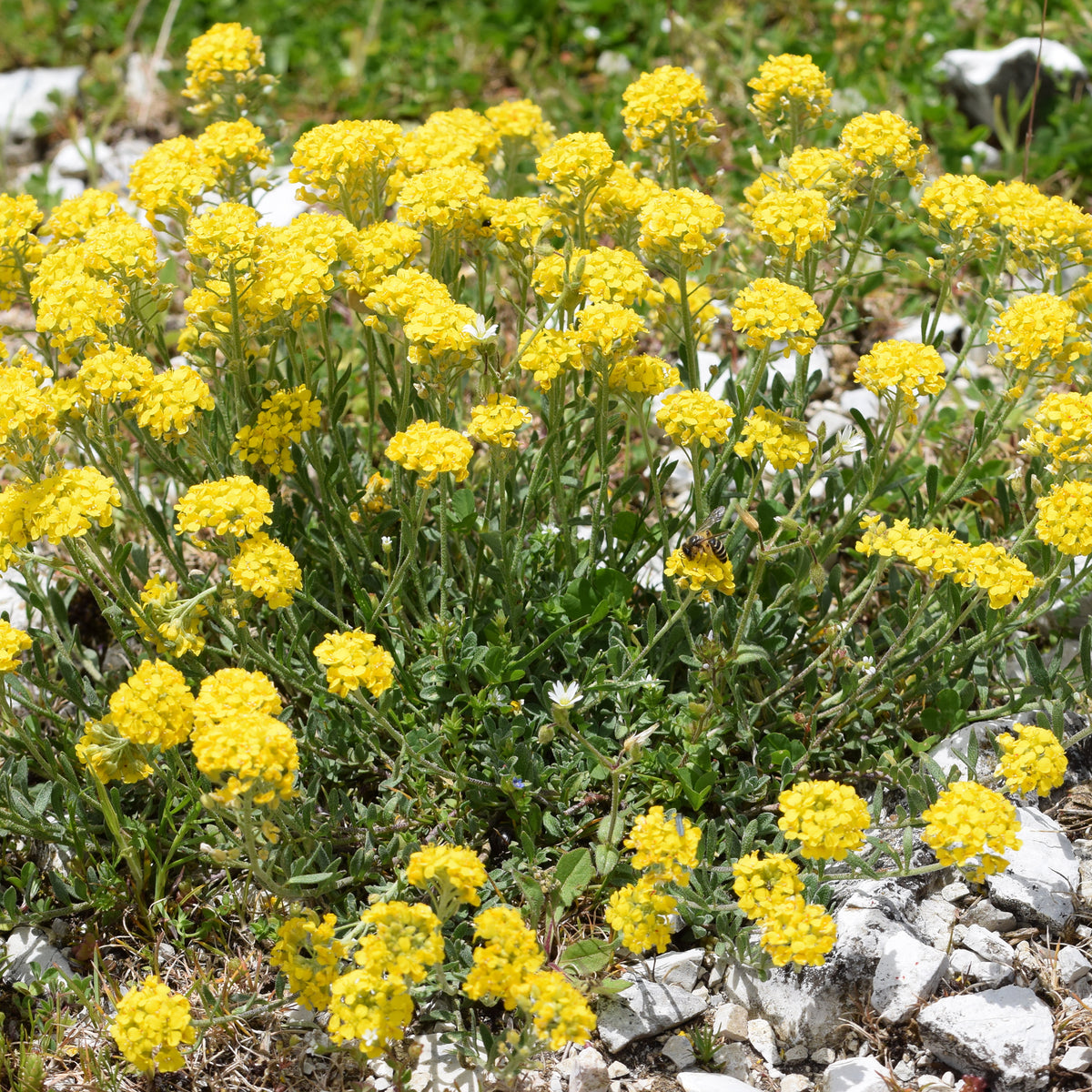 Passerage des montagne Berggold - Alyssum montanum Berggold - Bakker
