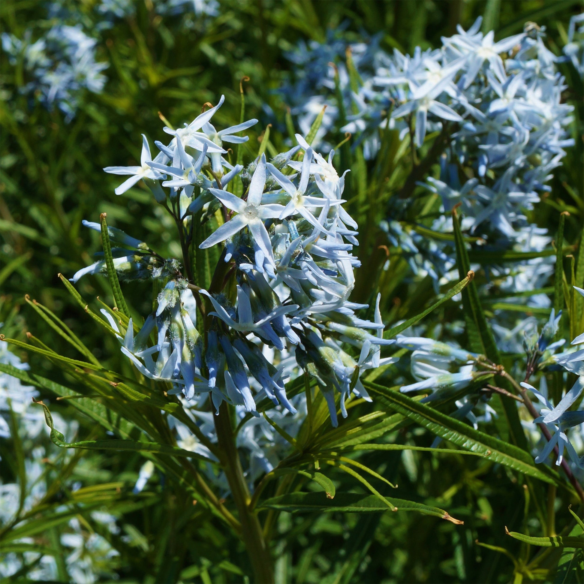 Amsonie hubrichtii - Amsonia hubrichtii - Bakker
