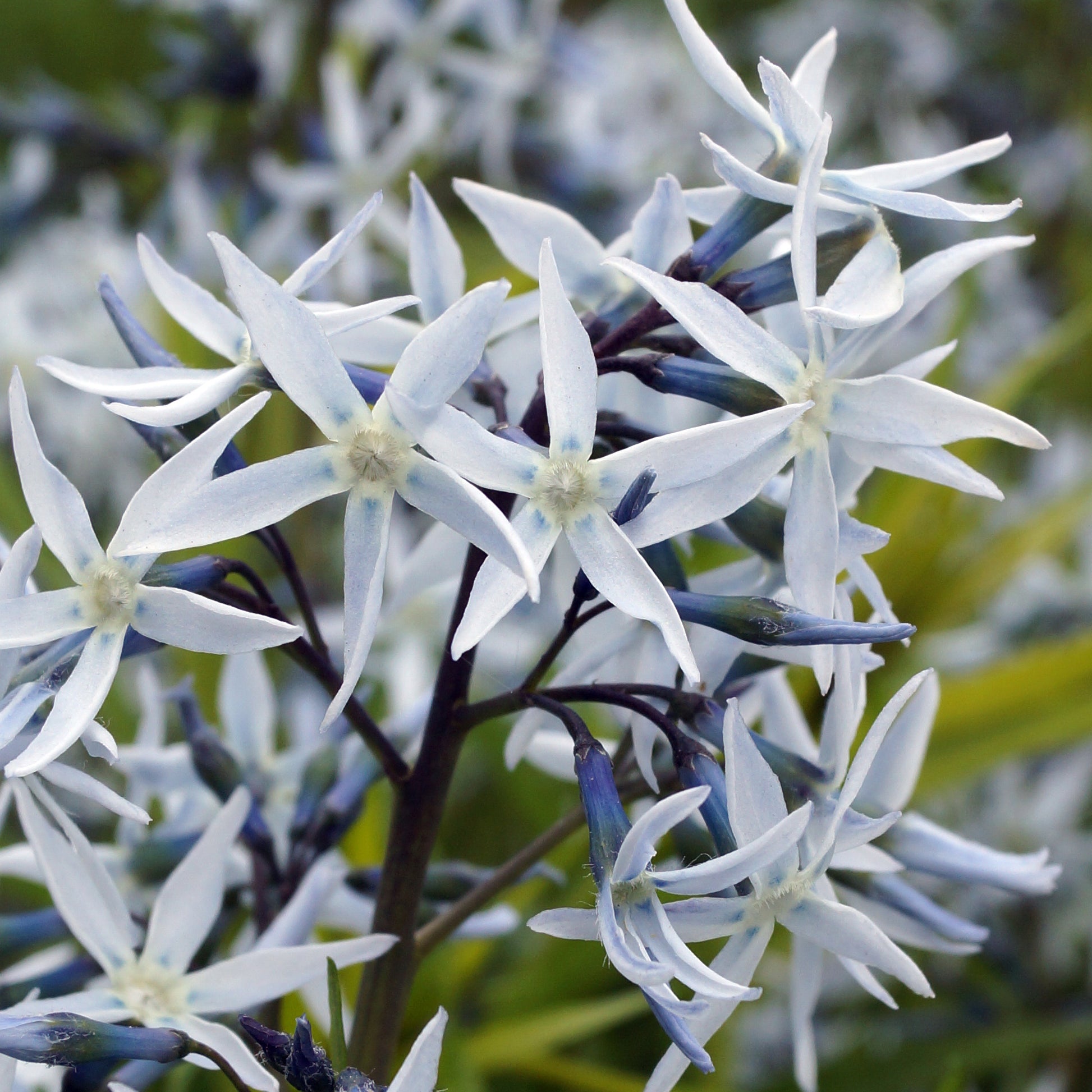 Amsonie hubrichtii - Bakker