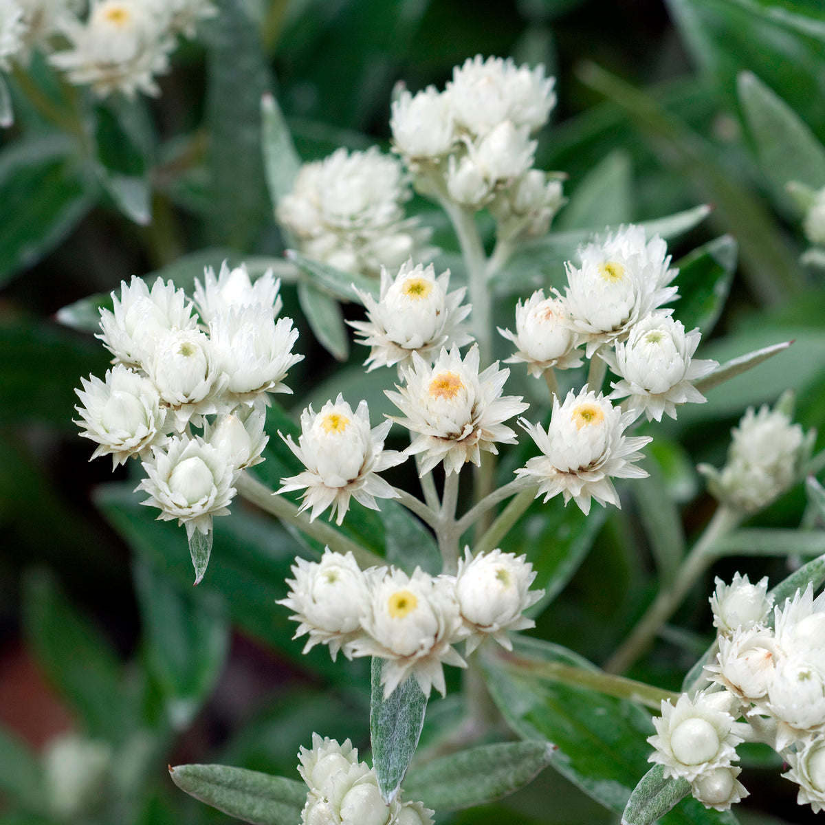 Immortelle de l'Himalaya Silberregen - Bakker