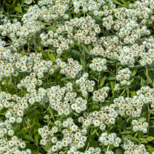 Immortelle de l'Himalaya Sommerschnee - Bakker