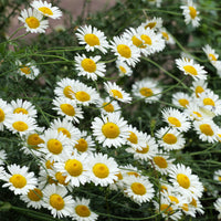Anthemis x hybrida Sauce Hollandaise - Camomille des teinturiers Sauce Hollandaise - Anthémis