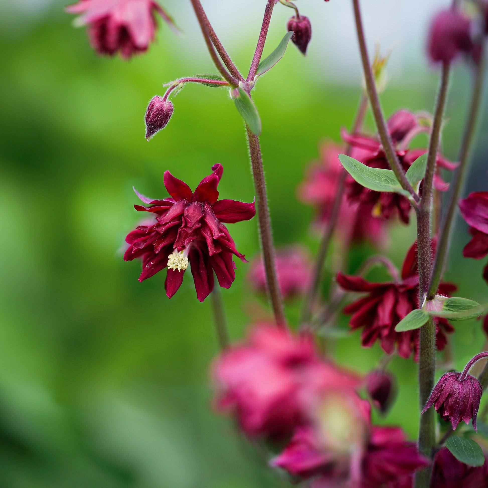 Aquilegia vulgaris ruby port - Ancolie vulgaris Ruby Port - Ancolie
