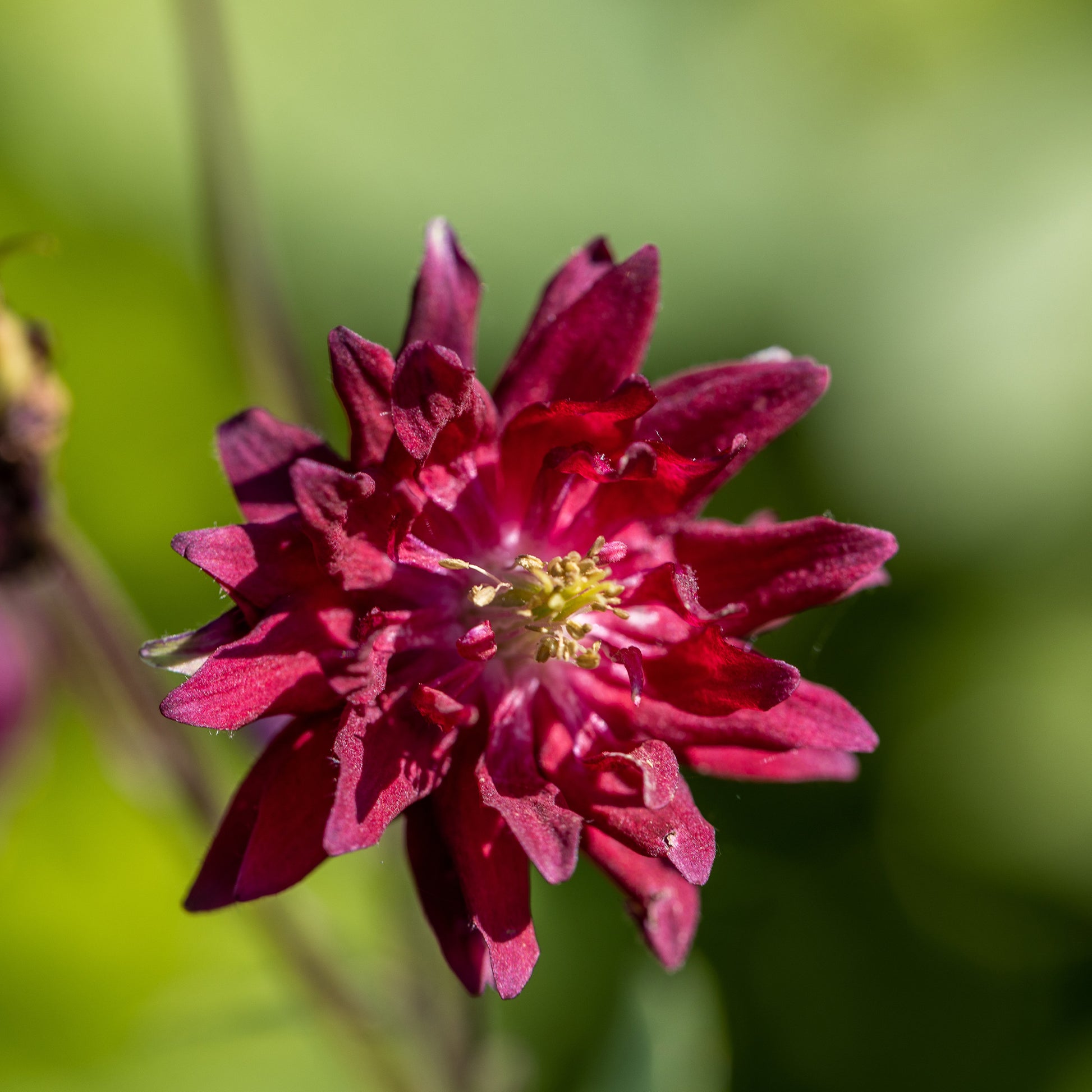 Ancolie vulgaris Ruby Port - Aquilegia vulgaris ruby port - Bakker