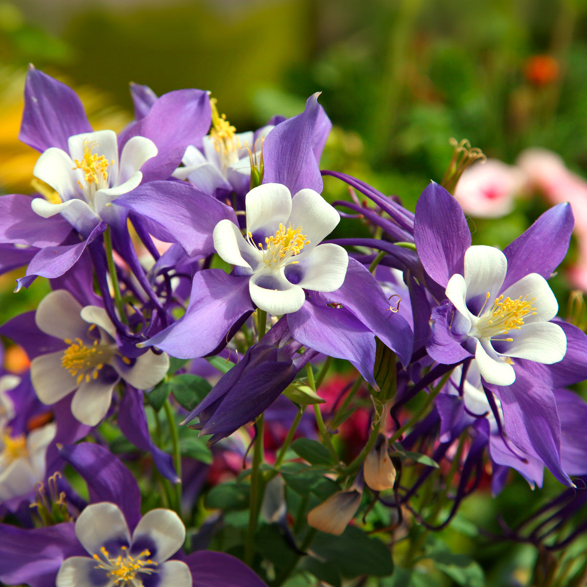 Ancolie Mrs M. Nicholls - Aquilegia Mrs. M. Nicholls - Bakker