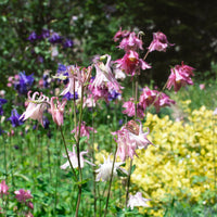 Ancolie des jardins Heidi - Aquilegia vulgaris heidi - Bakker