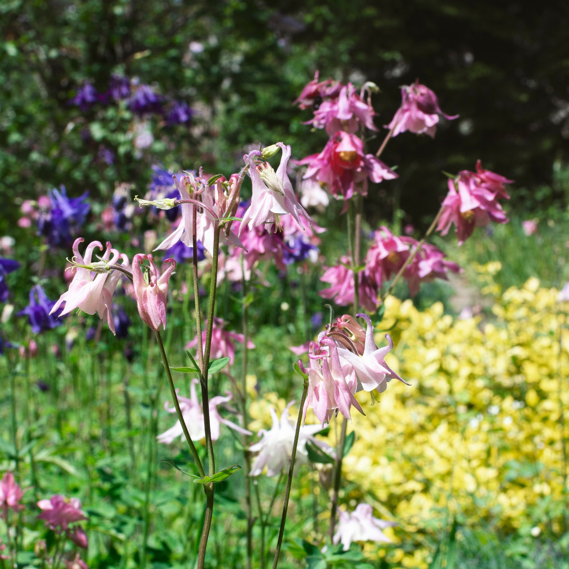 Ancolie des jardins Heidi - Aquilegia vulgaris heidi - Bakker