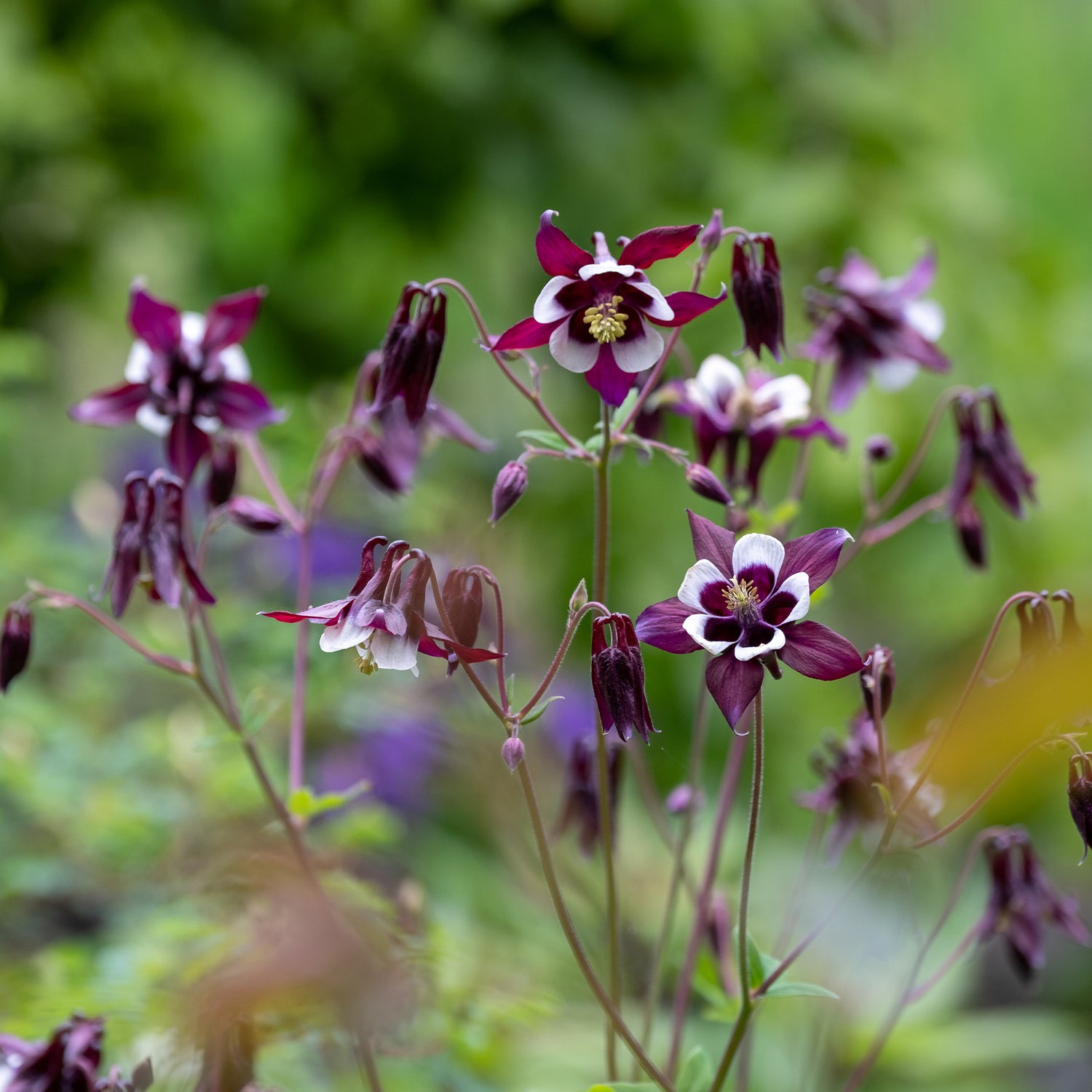 Aquilegia vulgaris - Ancolie commune