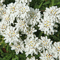 Corbeille d'argent - Iberis sempervirens 'weisser zwerg' - Bakker