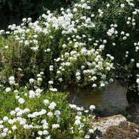 Iberis sempervirens 'weisser zwerg' - Corbeille d'argent - Ibéris