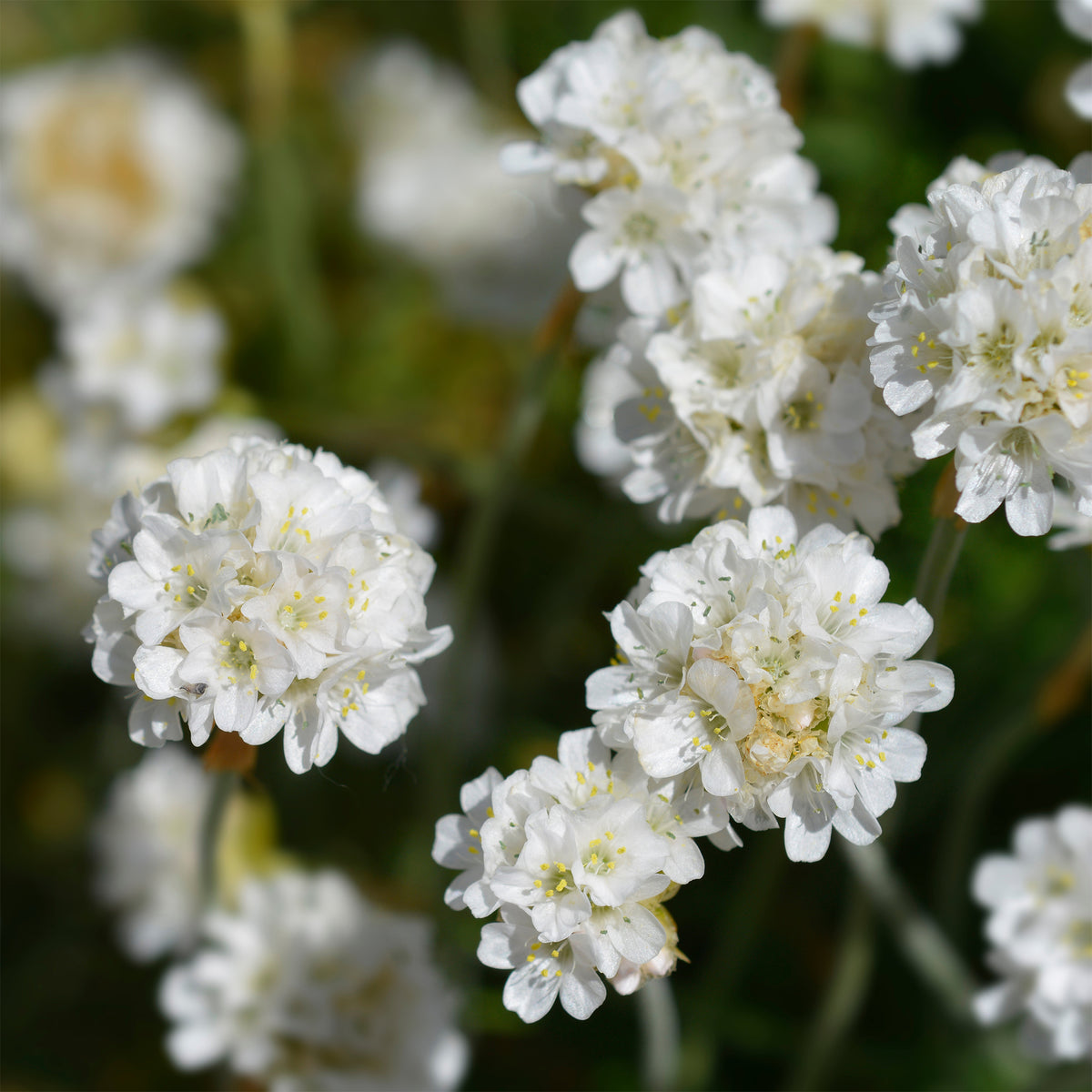 Gazon d'Espagne - Gazon d'Espagne blanc - Armeria maritima alba