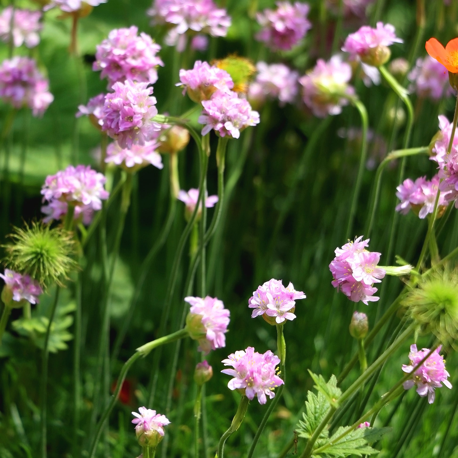 Armeria maritima Rosea Compacta - Gazon d'Espagne rose - Gazon d'Espagne