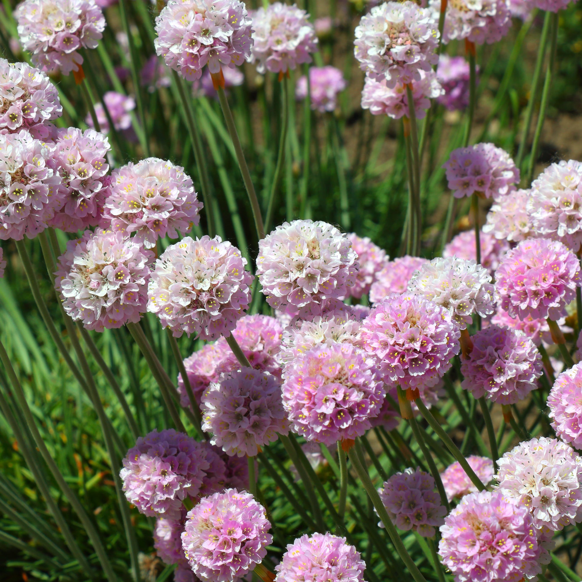 Vente Gazon d'Espagne rose - Armeria maritima Rosea Compacta