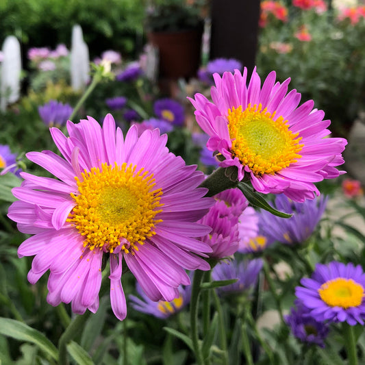 Aster  des Alpes Happy End - Bakker