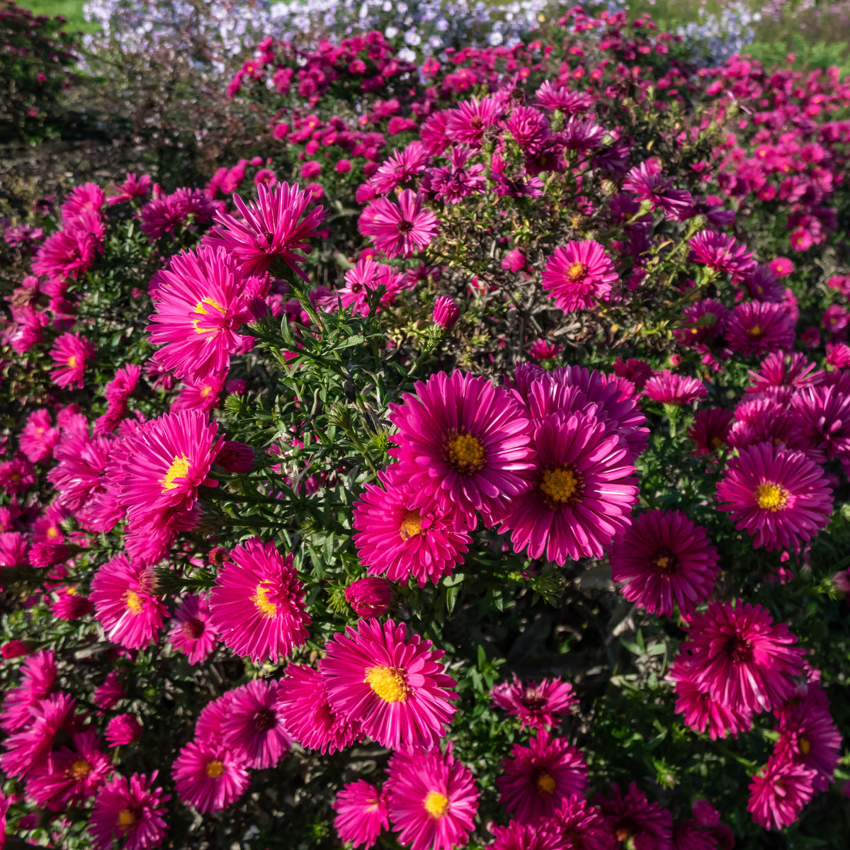 Aster - Aster nain d'automne Jenny - Aster dumosus jenny