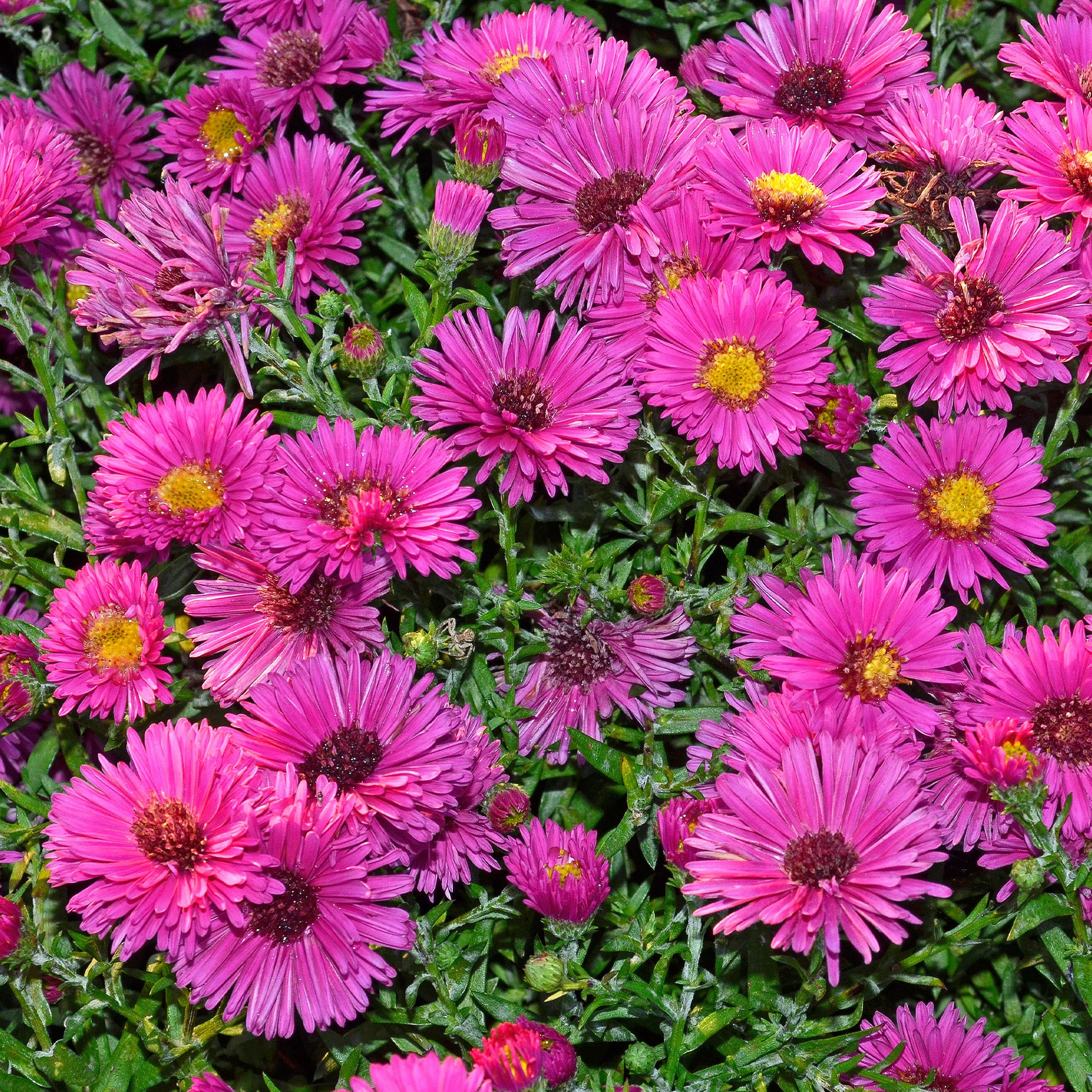 Aster nain d'automne Jenny - Bakker