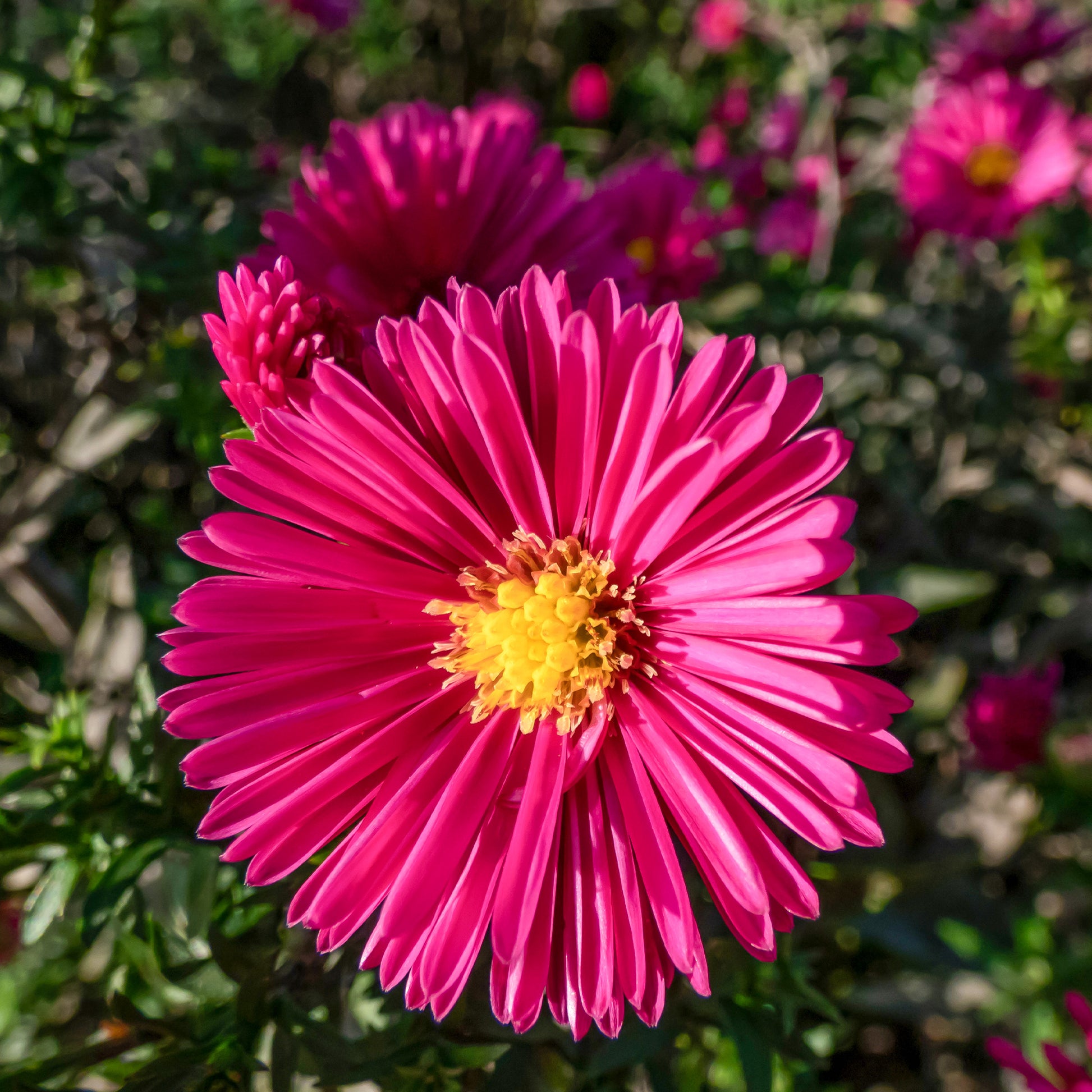 Aster nain d'automne Jenny - Aster dumosus jenny - Bakker